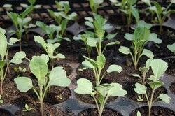 seedling-1386653 1280_1