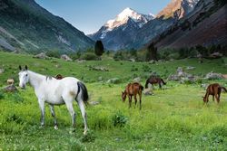 Kyrgystán -_koně_copy